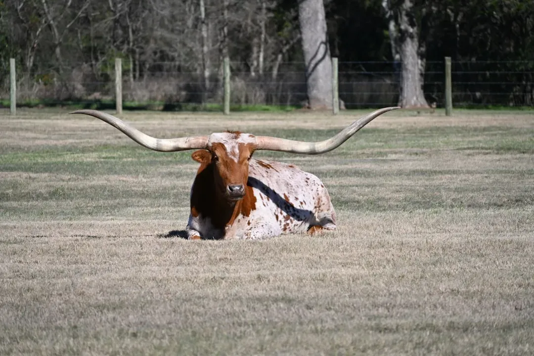Texas: Tackling Conservation on a Grand Scale (Image Credits: Unsplash)
