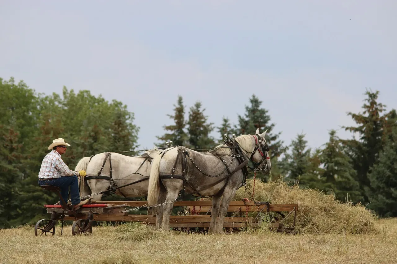 #5 &ndash; Percheron (Image Credits: Pixabay)