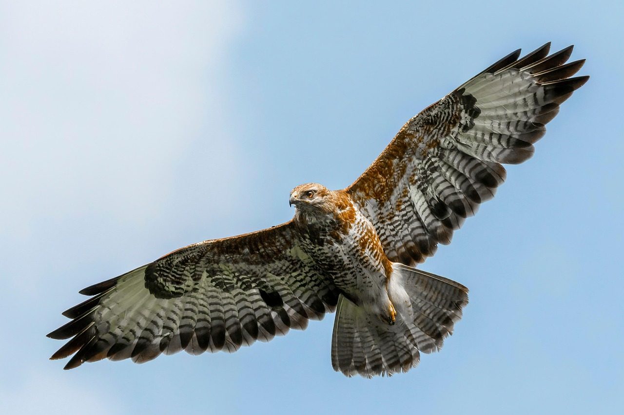 The Hawk: Sharp-Eyed Messenger of Awareness (Image Credits: Pixabay)