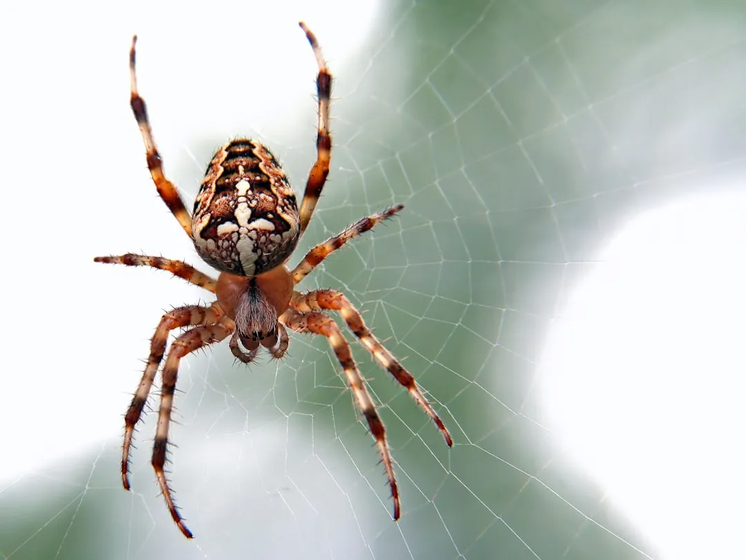 Spiders: The Web Weavers (Image Credits: Unsplash)