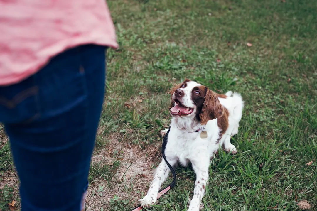 #9 - Not Setting Household Rules Before the Dog Arrives (Image Credits: Unsplash)