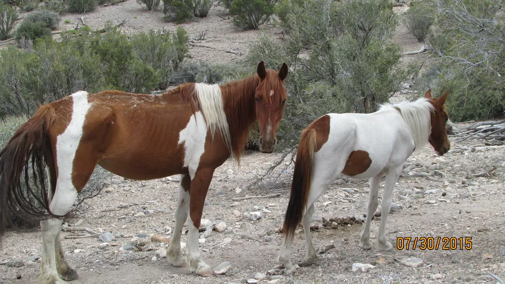 9. Barn Gossip Isn't a Substitute for a Vet (BLM Nevada, Flickr, CC BY 2.0)