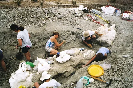 #2 - You Can Watch Scientists Excavate Fossils Live, Through Glass (Image Credits: Flickr)