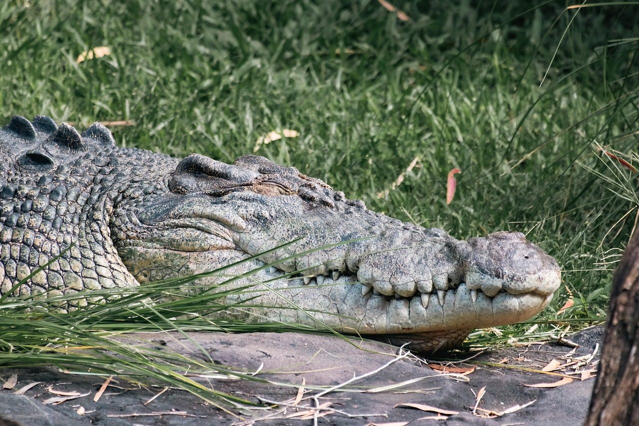 The Saltwater Crocodile: The Ancient Apex Predator (Image Credits: Pixabay)