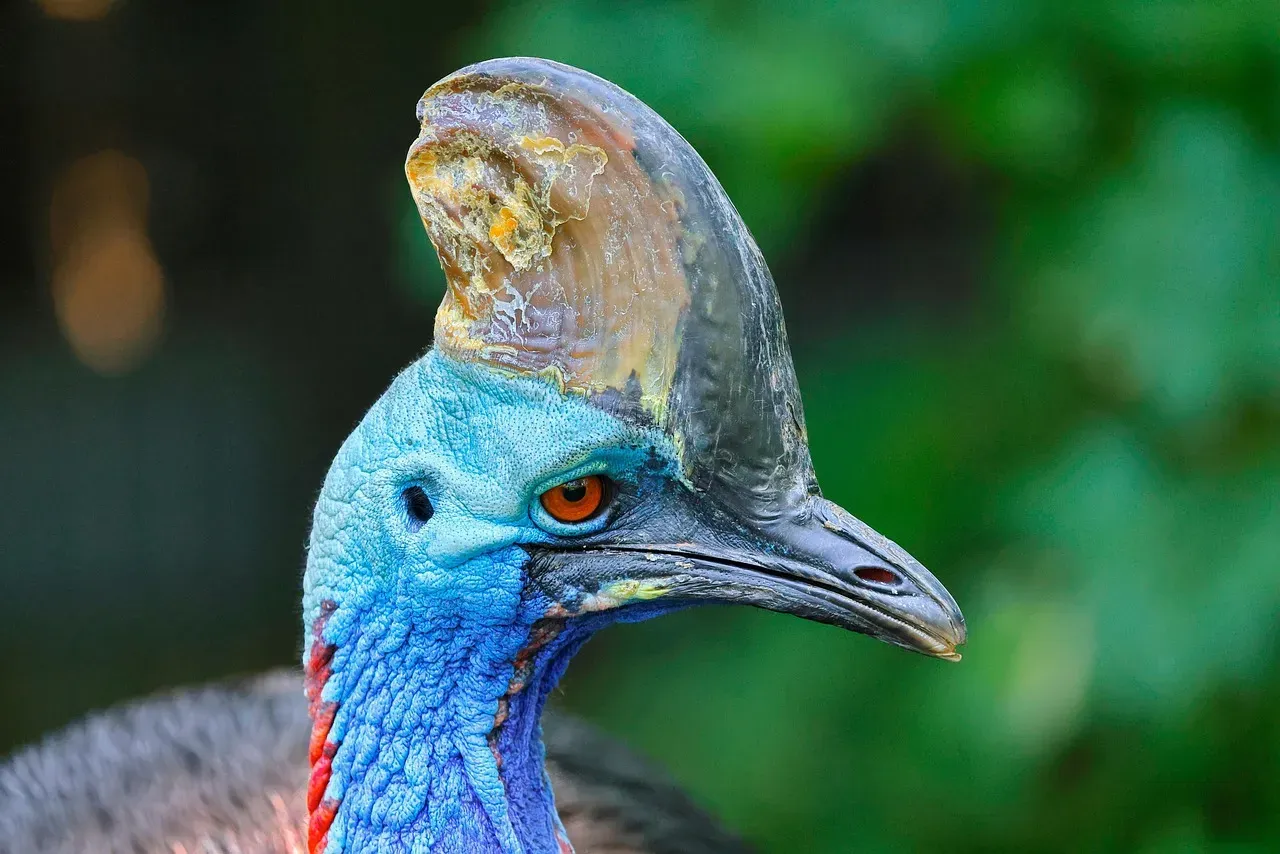 7. The Southern Cassowary: Infrasonic Rumbles from Prehistory (Image Credits: Pixabay)
