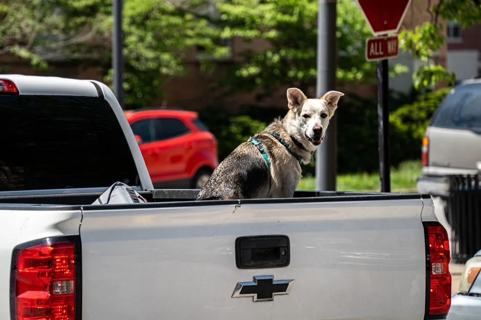 #2 - Dogs Rode Loose in the Back of Pickup Trucks (Image Credits: Pexels)