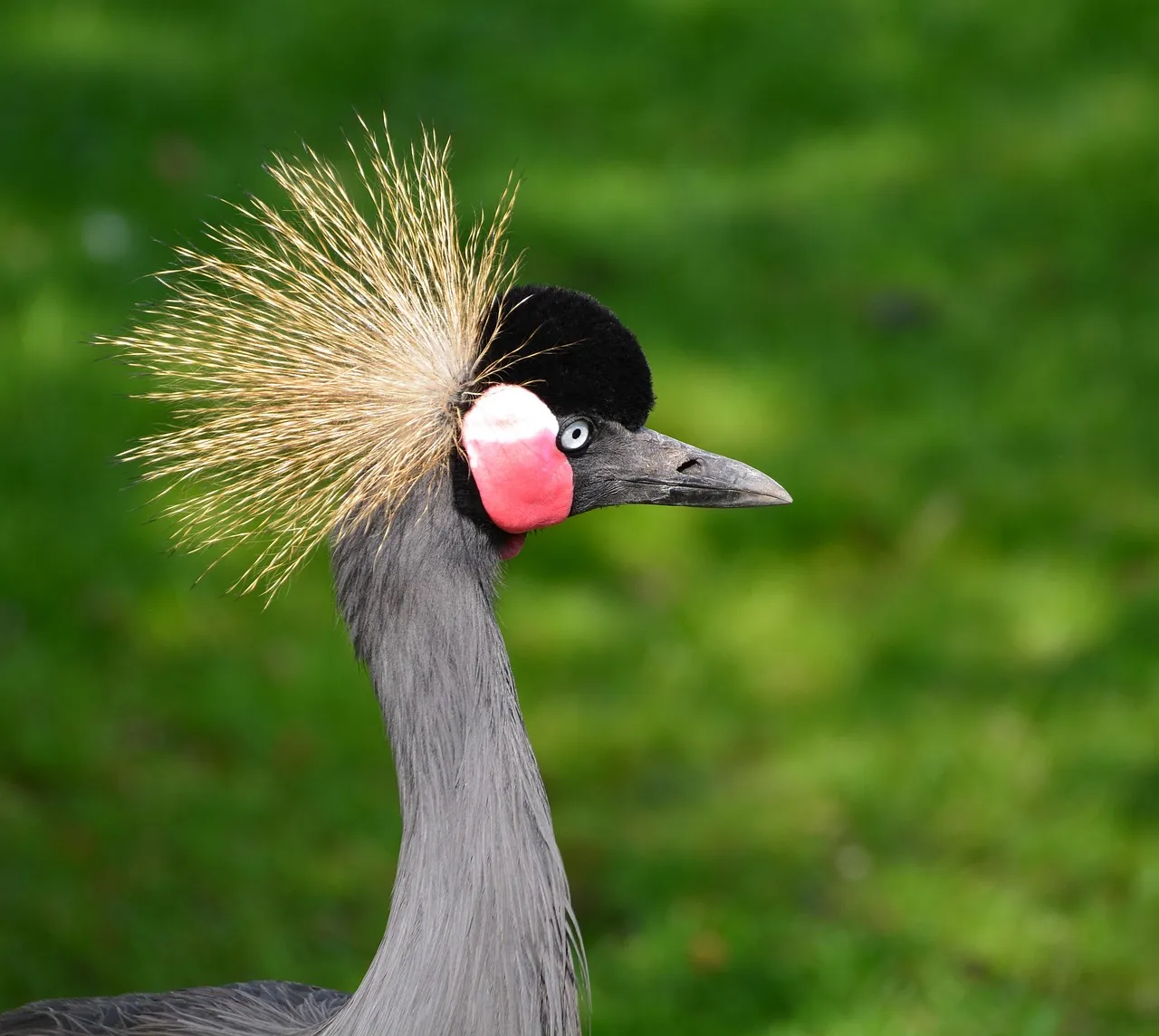 2. A single wild migration route became their last lifeline (Image Credits: Pixabay)