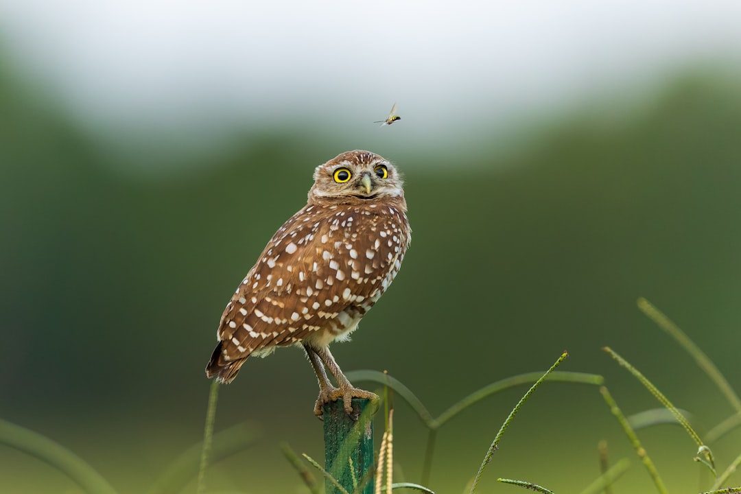 Burrowing Owls: The Ground-Level Hunters (Image Credits: Unsplash)