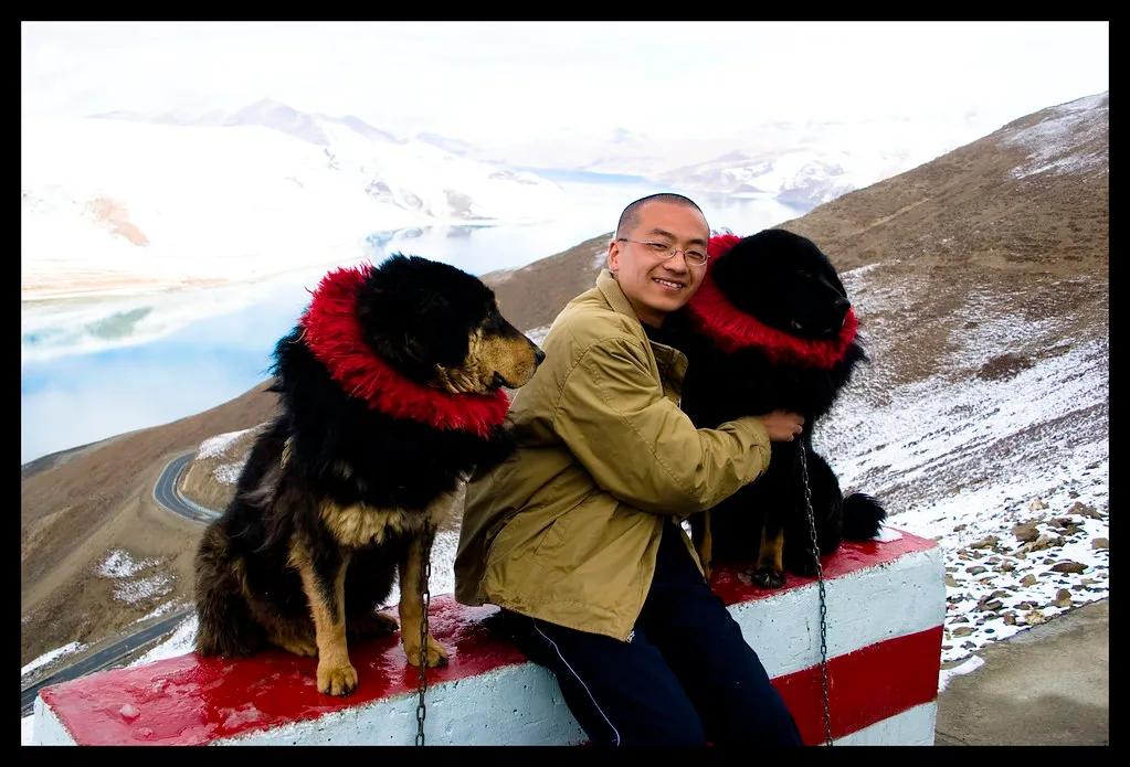 #3 - Tibetan Mastiff (Henry Chen, Flickr, CC BY-SA 2.0)