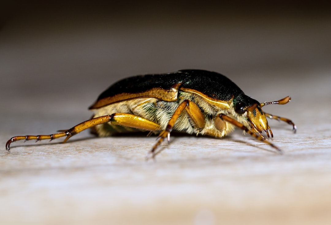 Flea Beetles: Tiny Jumpers with Big Appetites (Image Credits: Unsplash)