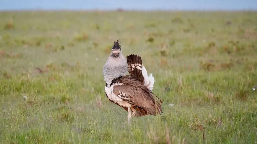 6. Their Courtship Display Is One of Nature's Most Spectacular Performances (BitBoy, Flickr, CC BY 2.0)