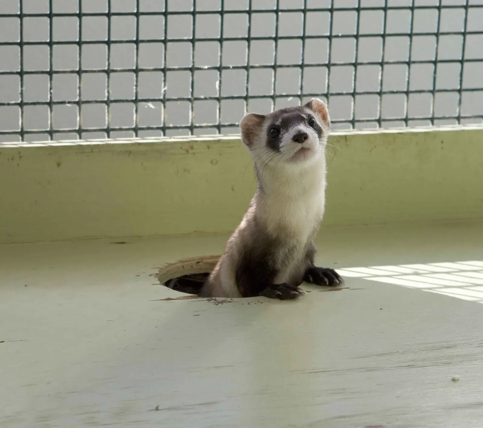 Scientists Successfully Cloned Ferrets to Increase Genetic Diversity (Image Credits: Wikimedia)