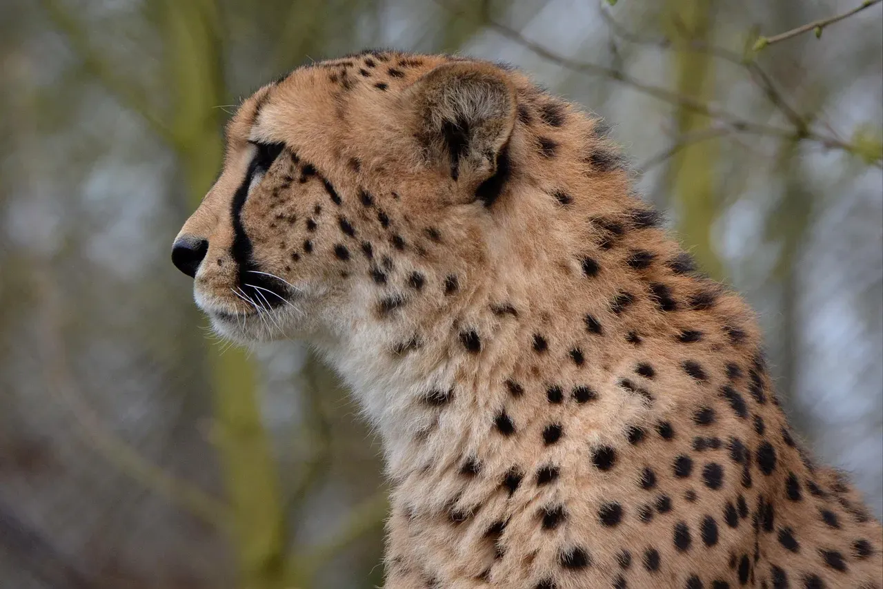 Big Cats Mastering Darkness With Power and Precision (Image Credits: Pixabay)