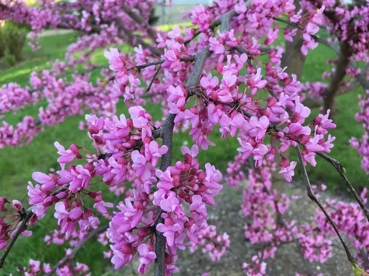 #6. Eastern Redbud (Cercis canadensis) (Image Credits: Pixabay)