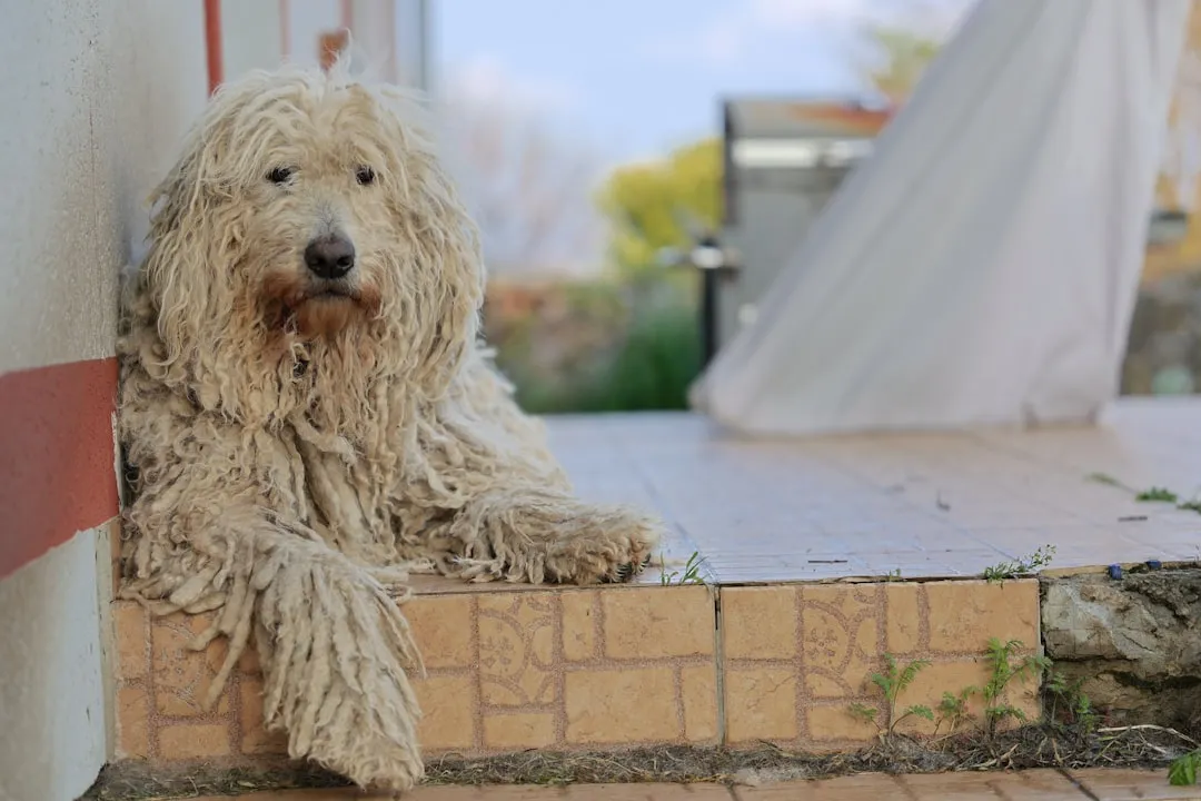 #18 - Komondor: The Mop Dog That Never Makes It to the City (Image Credits: Unsplash)
