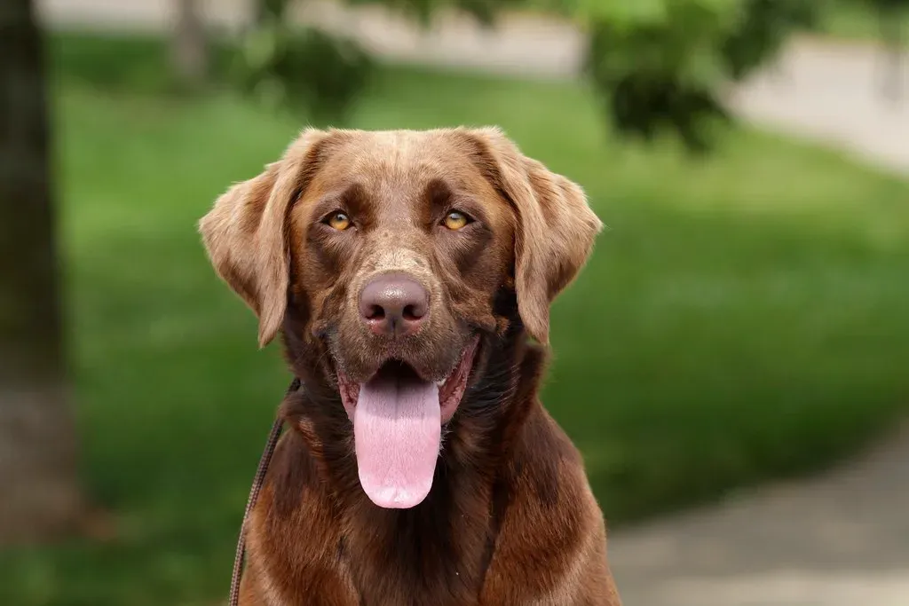 Dogs: Loyal Companions For Structured Lives (Image Credits: Flickr)
