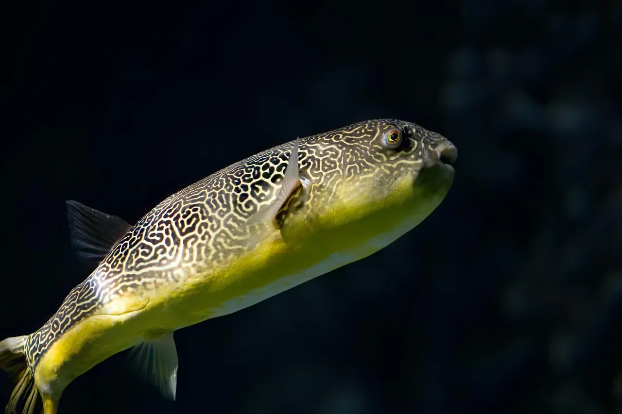 5. The Pufferfish Defense: Instant Transformation (Image Credits: Pixabay)
