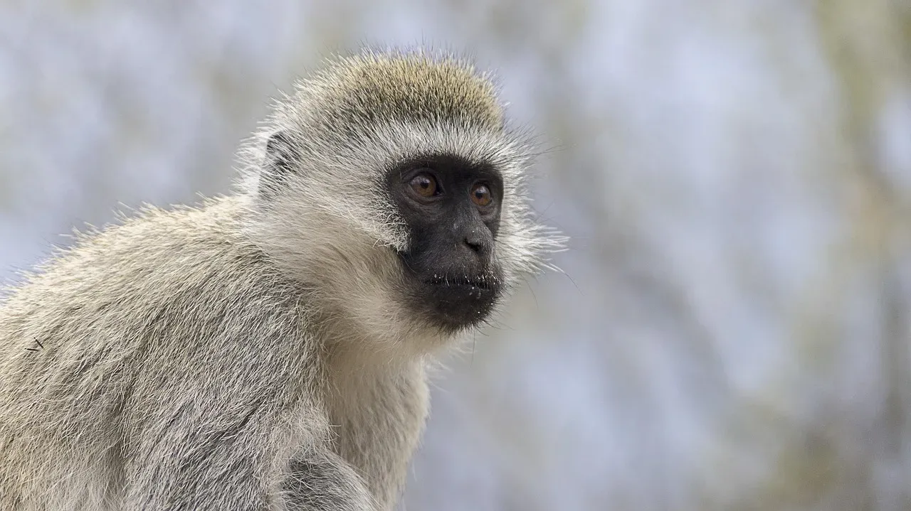 Vervet Monkey Predator-Specific Alarms (Image Credits: Pixabay)