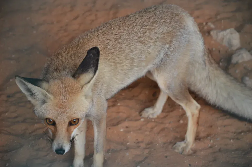 Rüppell's Fox: The Arabian Desert Survivor (Image Credits: Flickr)
