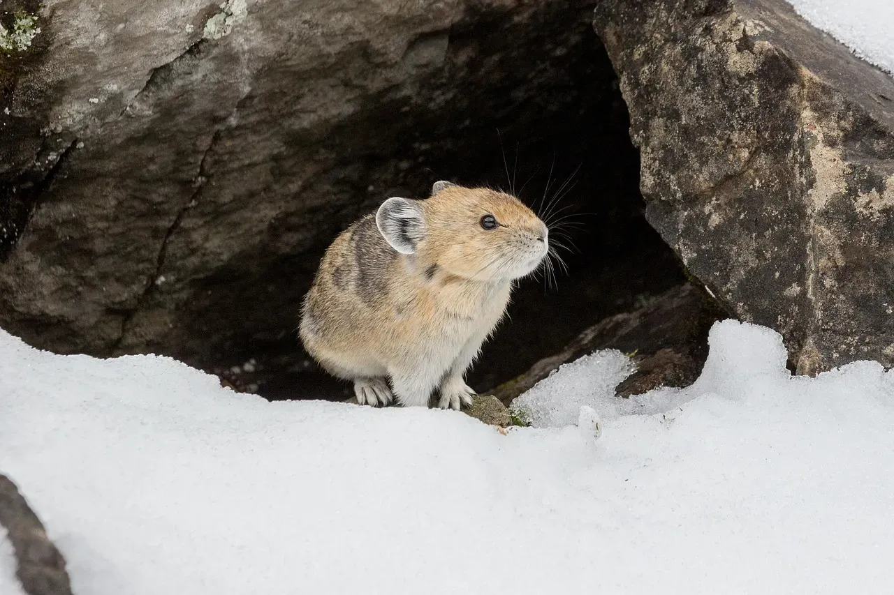 3. They Don't Hibernate - They Work All Winter (Image Credits: Pixabay)