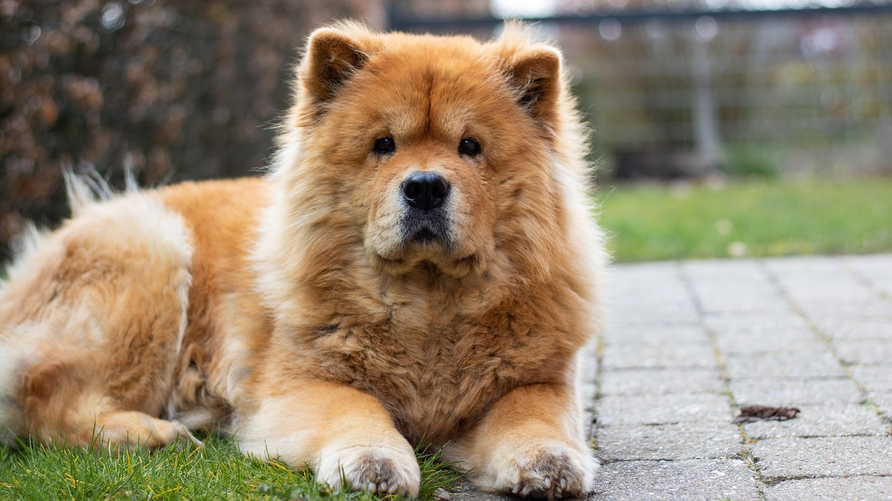 #5 - Chow Chow (Image Credits: Pixabay)