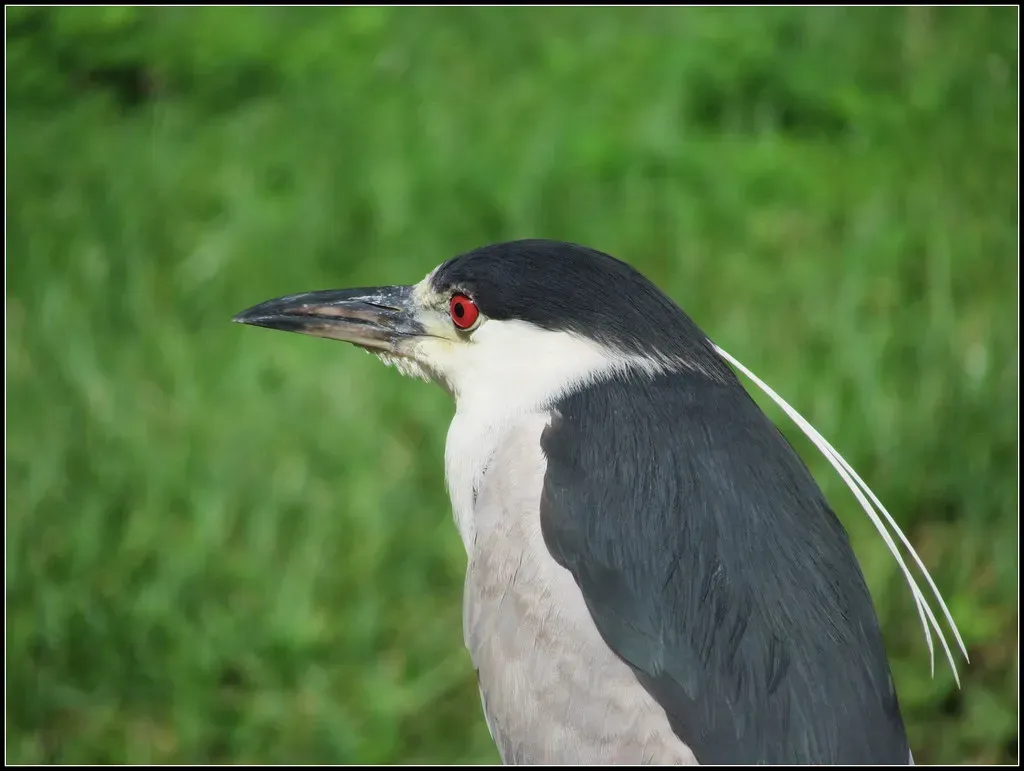 Scorpio (October 24 &ndash; November 21): The Black Heron (cuatrok77, Flickr, CC BY-SA 2.0)