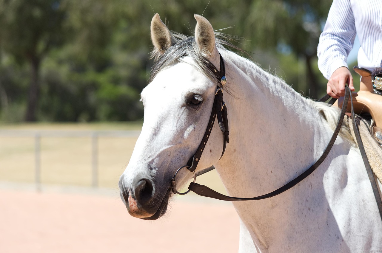 Libra: The Andalusian - Graceful Diplomats (Image Credits: Pixabay)