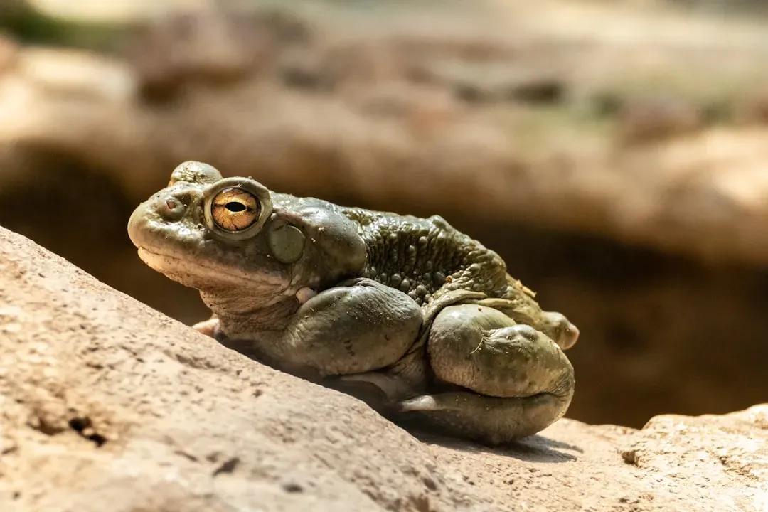Amphibians Against the Odds: Desert Toads and Spadefoots (Image Credits: Unsplash)