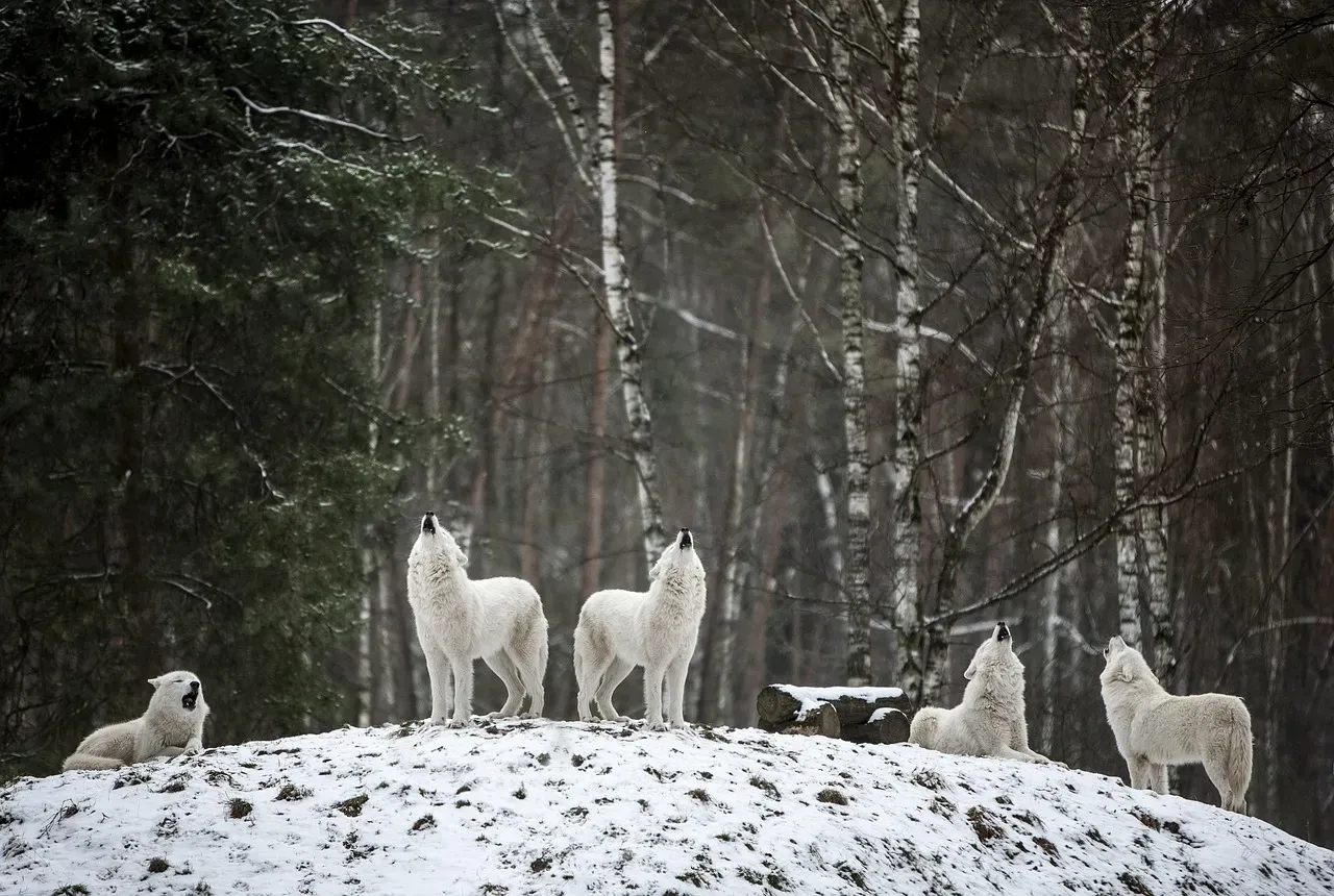 The Beta, the Middle Ranks, and the Omega: Roles Within the Pack (Image Credits: Pixabay)