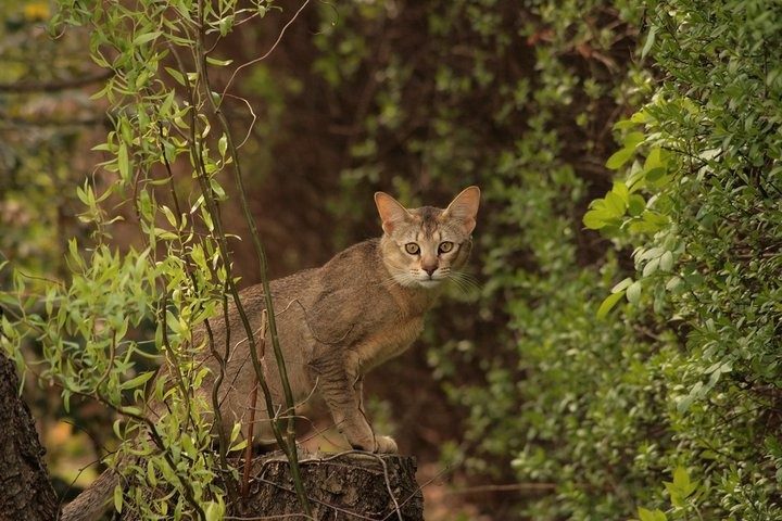 Chausie: The Jungle Cat Hybrid (Image Credits: Wikimedia)