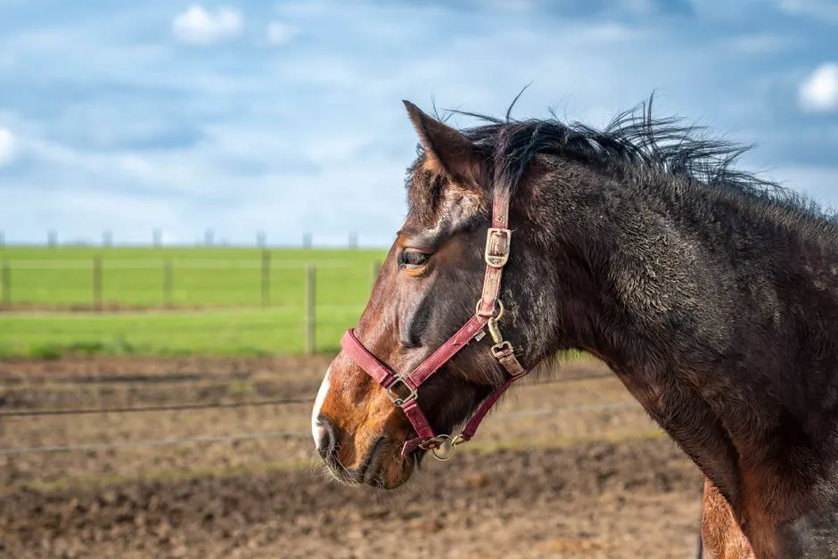 17. Explosive or Overly Shut-Down Under Saddle (Not Happy) (Image Credits: Pexels)