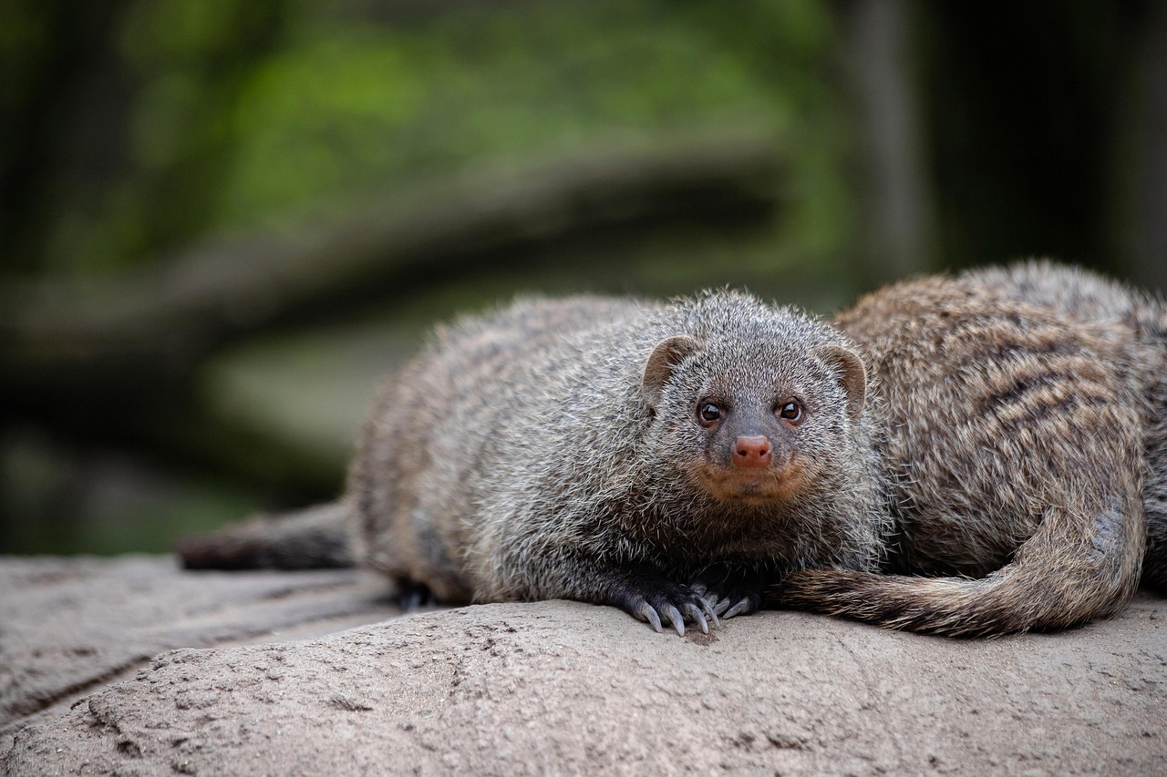 The Molecular Shield: How Mongooses Resist Venom (Image Credits: Pixabay)