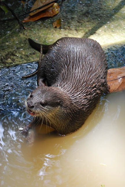The Otter: Creative Intelligence and Unconventional Wisdom (Image Credits: Wikimedia)