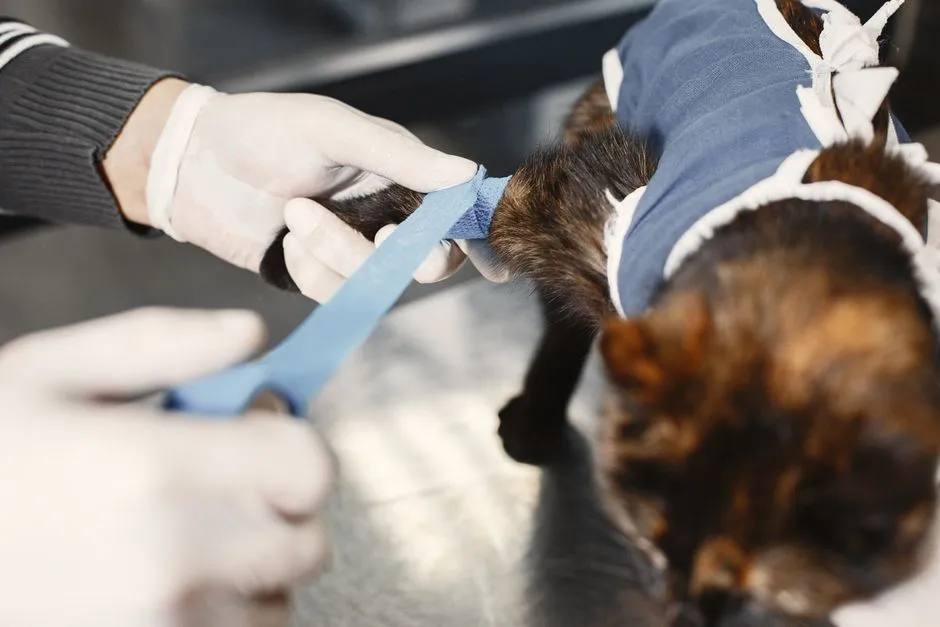 #17 - Your Cat Isn't &ldquo;Low-Maintenance&rdquo; - It's Just Quietly Suffering (Image Credits: Pexels)
