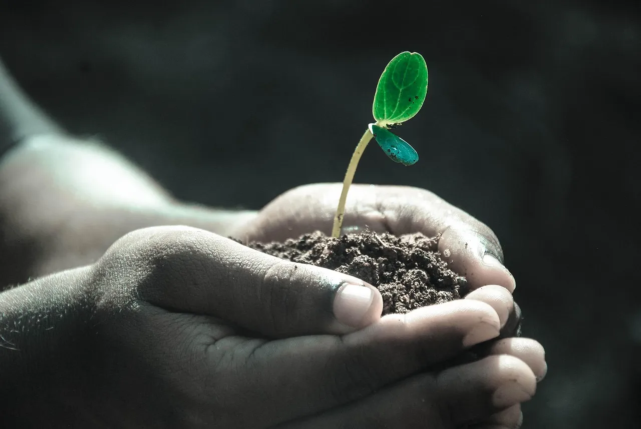 #3 - Refusing to Remove Weak or Extra Plants (Because It Feels Mean) (Image Credits: Pixabay)
