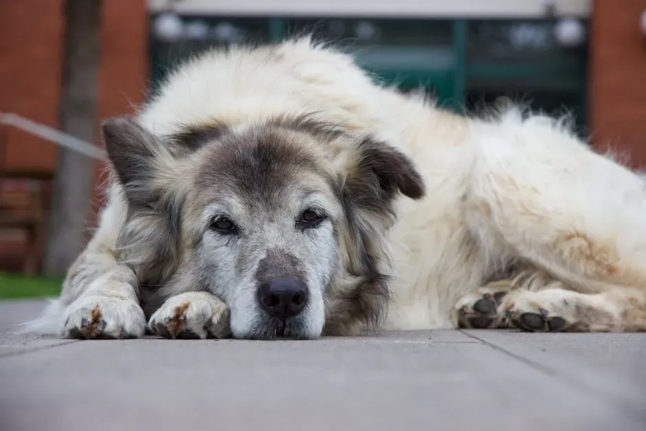 7. Cognitive Decline in Older Dogs (Image Credits: Pexels)
