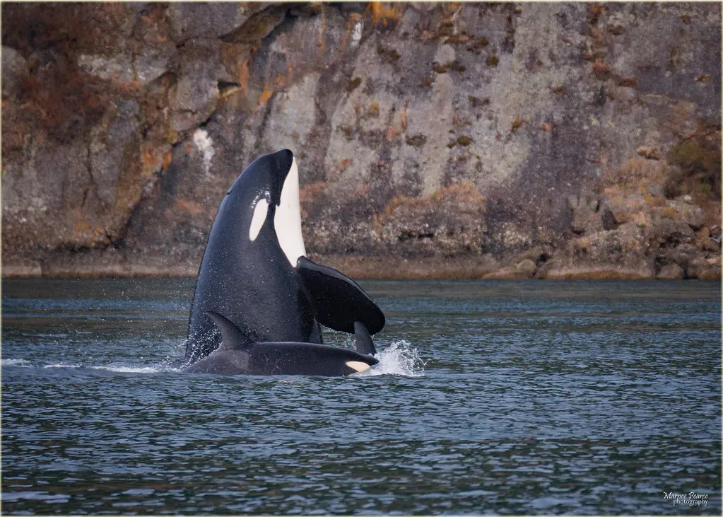 8. Orca Mothers: Lifetime Devotion to Adult Sons (Image Credits: Flickr)