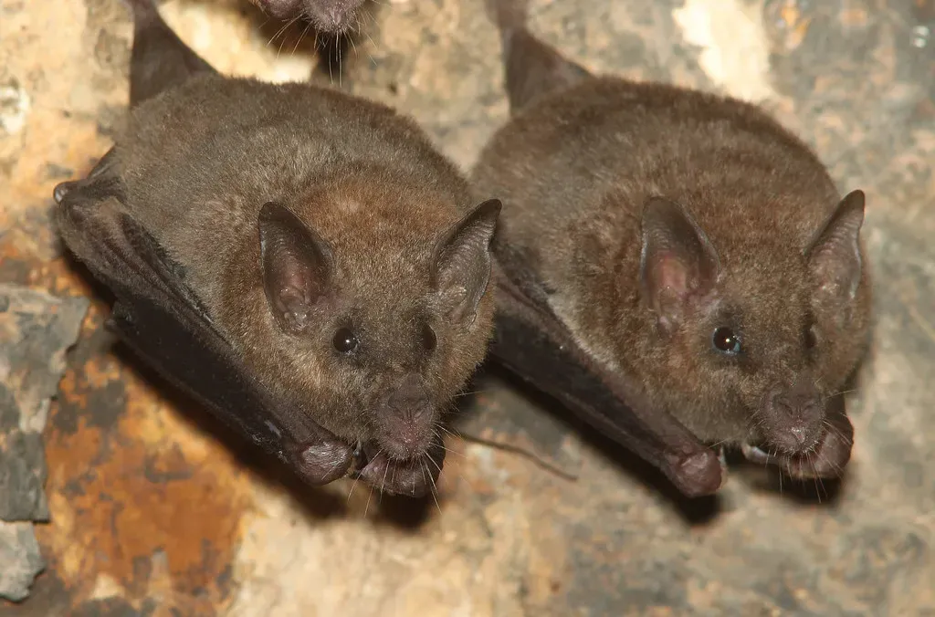 Economic Value: Free Pest Management Worth Billions (Image Credits: Flickr)