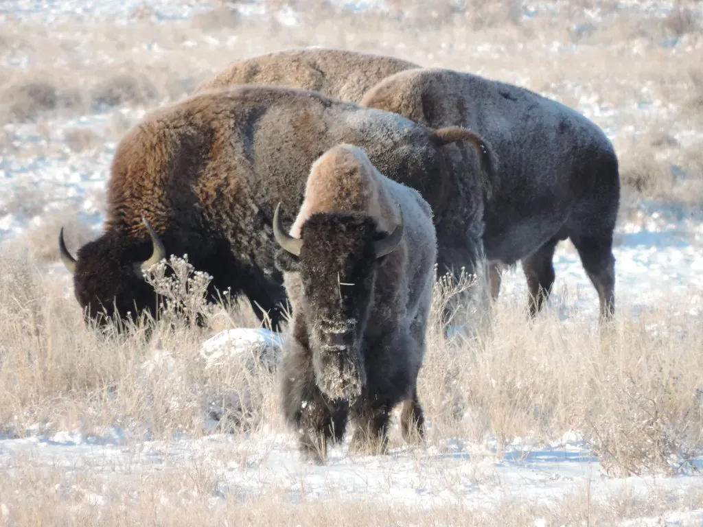The Unsung Heroes Who Refused to Give Up (USFWS Mountain Prairie, Flickr, CC BY 2.0)