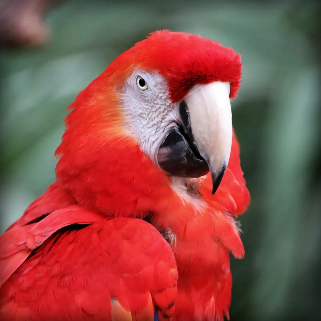 Scarlet Macaw: The Red Icon of Tropical Forests (Image Credits: Unsplash)