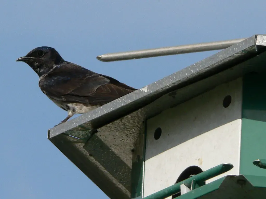 Conclusion: Patience Pays Off With Purple Martins (rkimpeljr, Flickr, CC BY-SA 2.0)