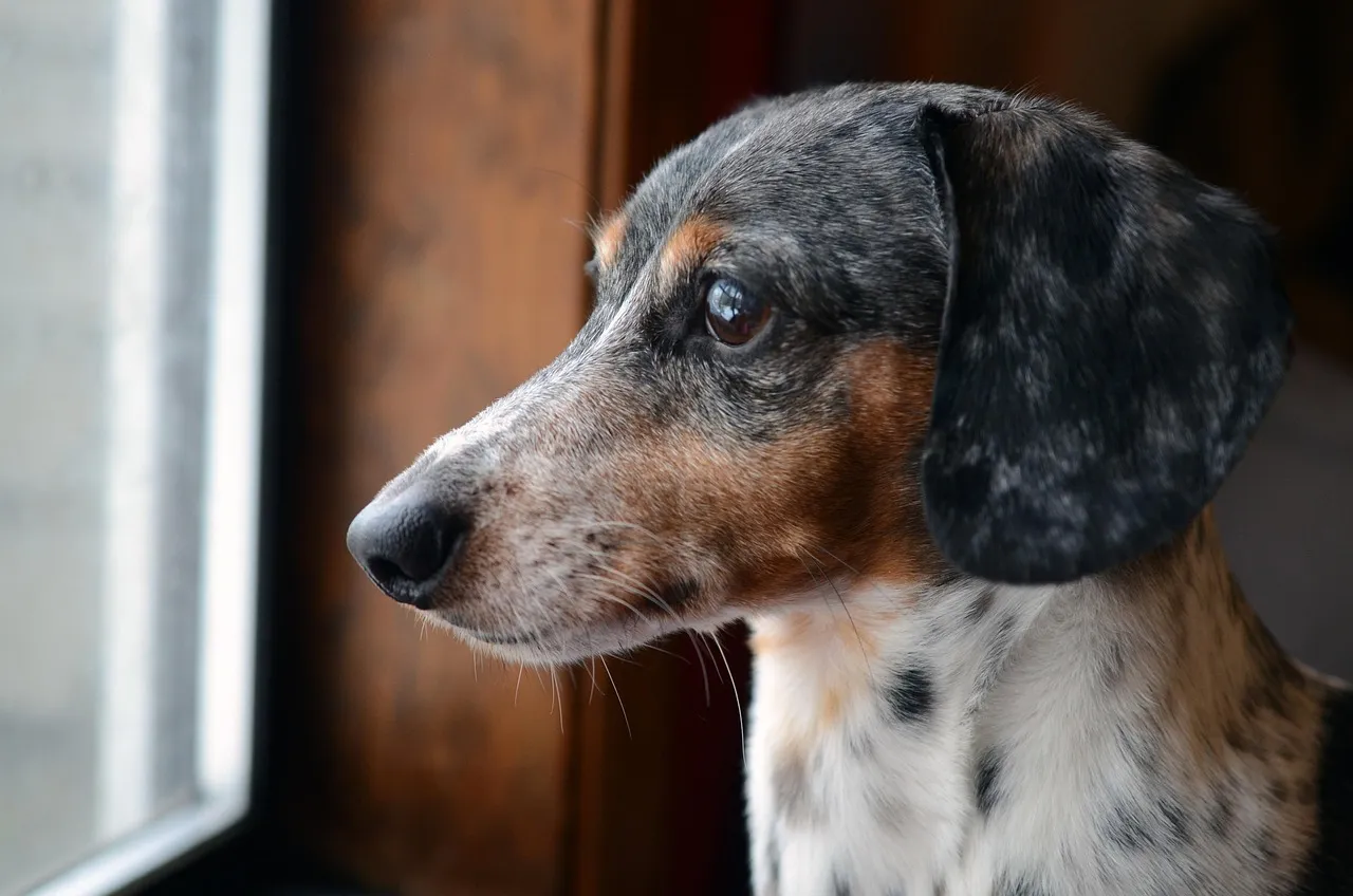 19 - Delilah's Daily Watch (Image Credits: Pixabay)