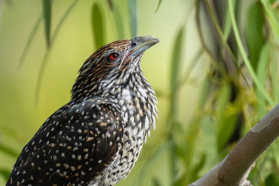 #34 - Cuckoo: The Absence You Feel Even If You Never Saw the Bird (Image Credits: Pexels)