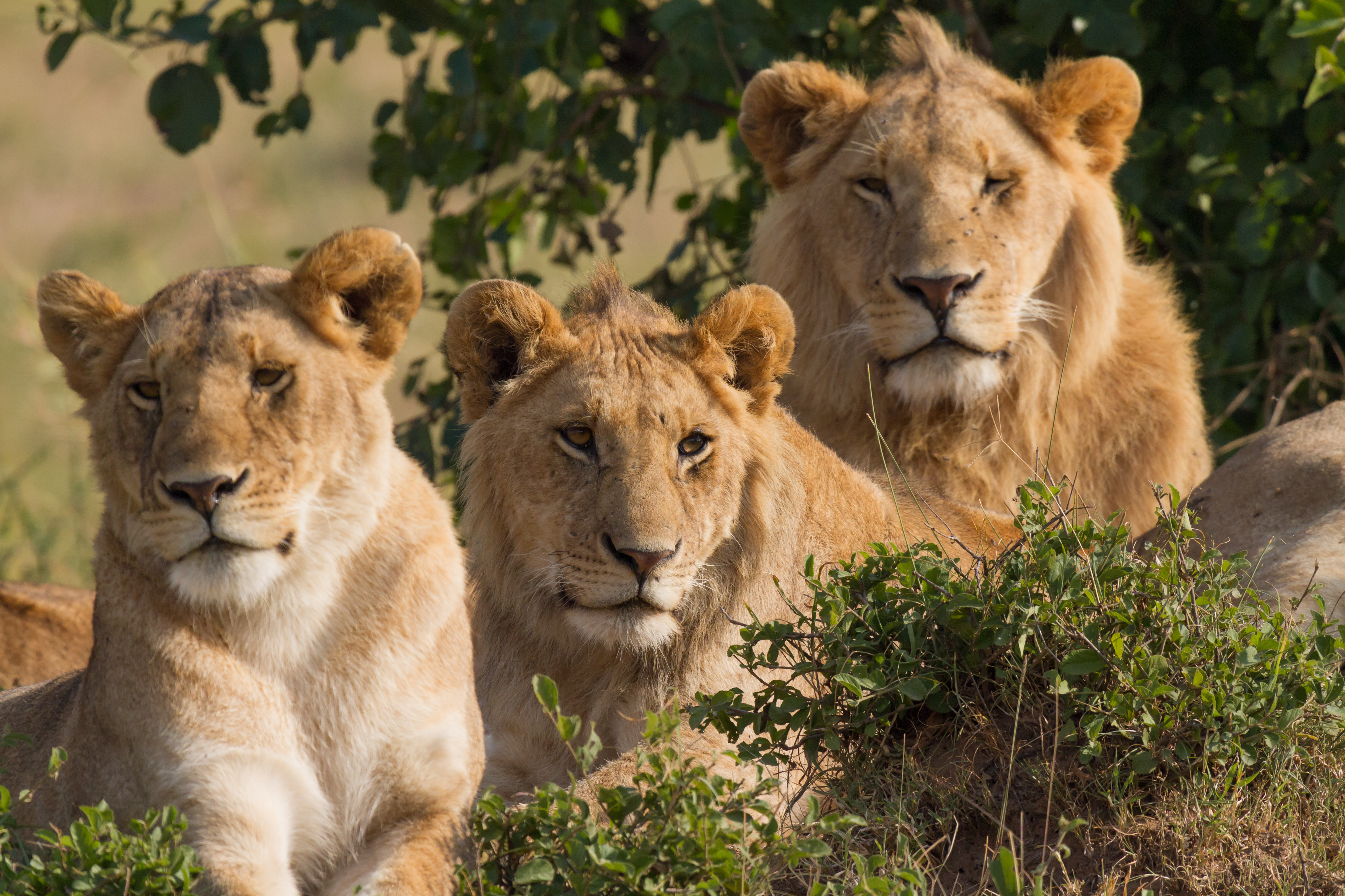 Real World Encounters That Shocked Wildlife Experts (Image Credits: Wikimedia)