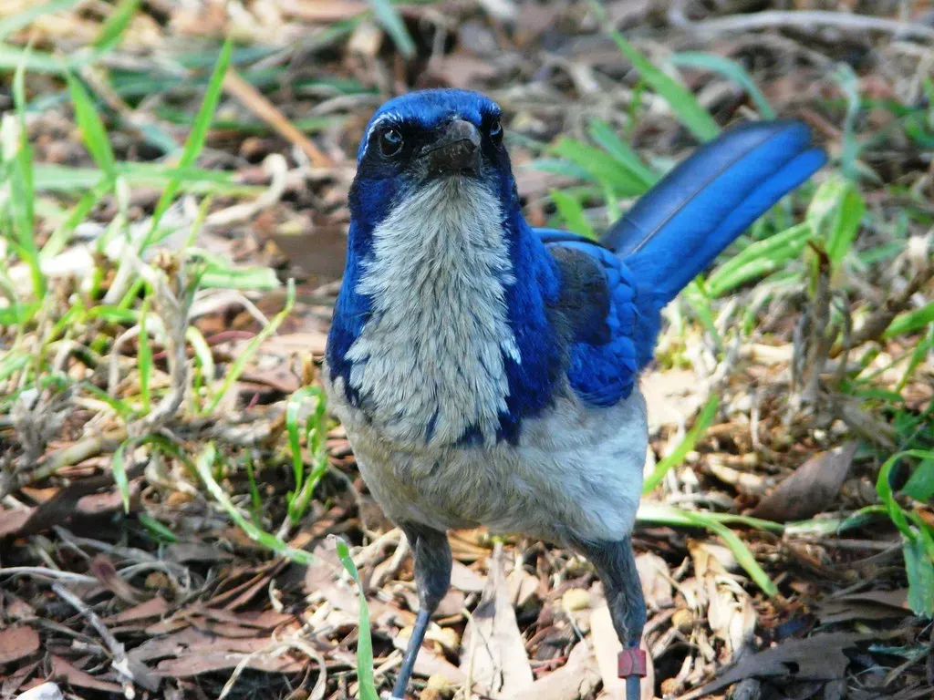 3. Vibrant Blue Plumage and Bold Features (USFWS Pacific Southwest Region, Flickr, CC BY 2.0)