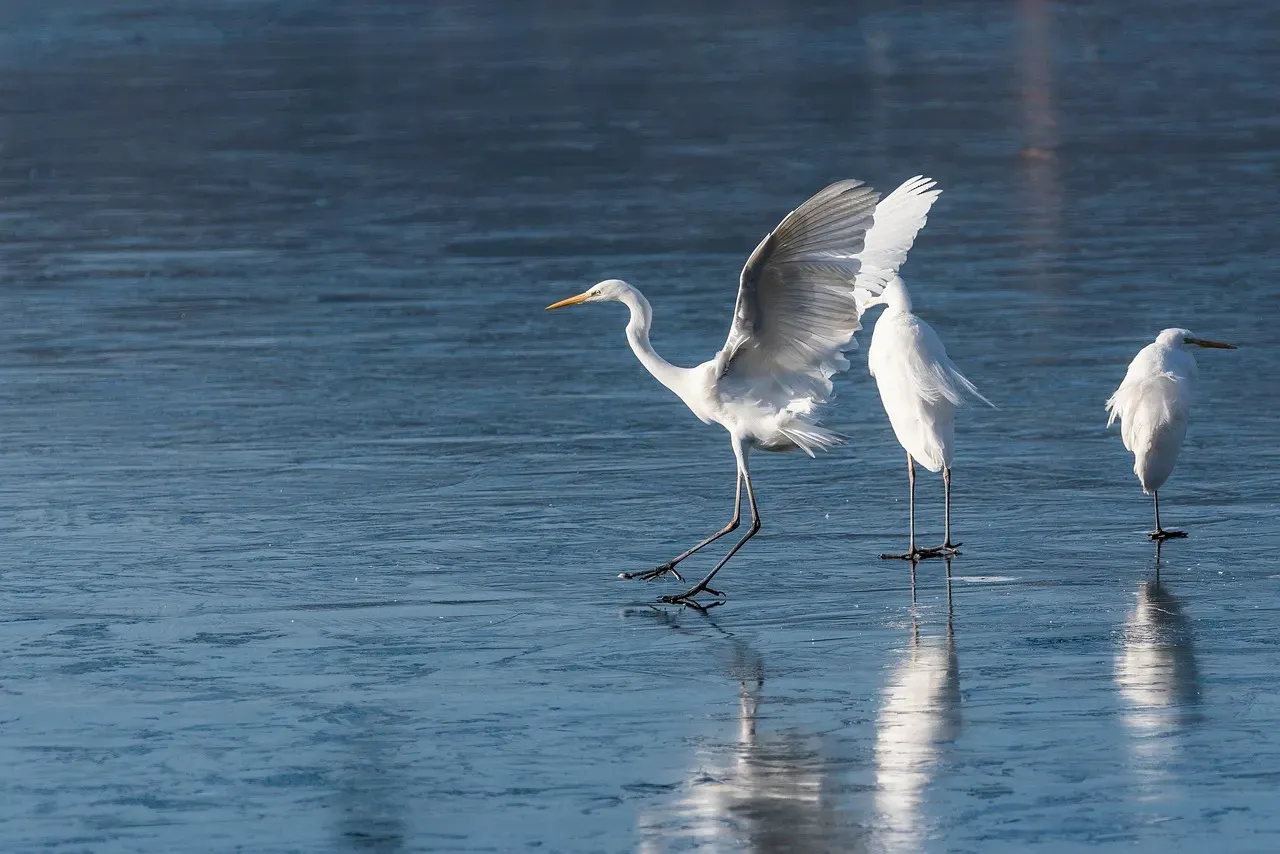 Pisces (February 19 – March 20): The Great Egret (Image Credits: Pixabay)