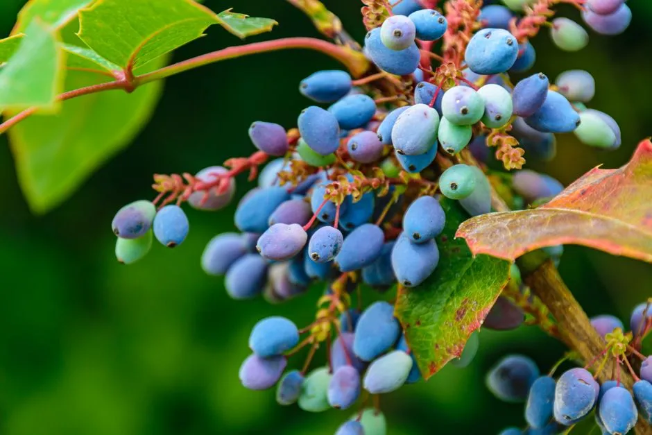 Presence of Native Berry-Producing Plants (Image Credits: Pexels)