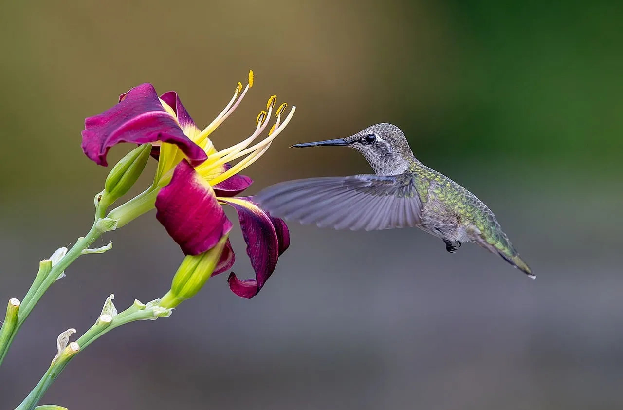 Flower Bloom Times and Food Supply in Sync (Image Credits: Pixabay)