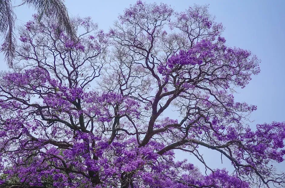 #5 Leo (July 23 – August 22): The Jacaranda (Image Credits: Pexels)