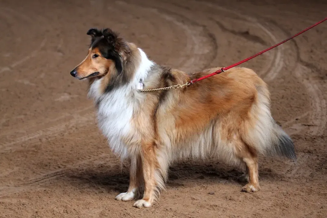 Collie (Image Credits: Unsplash)